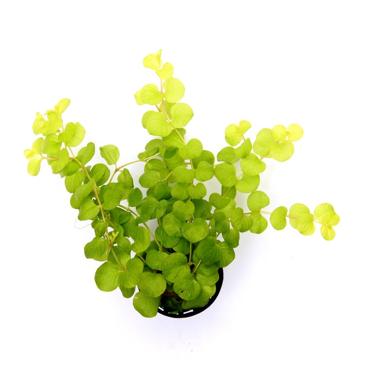 Dennerle Lysimachia nummularia Aurea - imagine 6